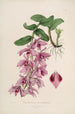 Sertum orchidaceum Une couronne des plus belles fleurs orchidées Pl35 - John Lindley — weergave van het kunstwerk