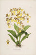 Sertum orchidaceum Une couronne des plus belles fleurs orchidées Pl39 - John Lindley | Reproduction — weergave van het kunstwerk