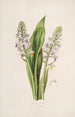 Sertum orchidaceum Une couronne des plus belles fleurs orchidées Pl42 - John Lindley — weergave van het kunstwerk
