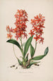 Sertum orchidaceum Une couronne des plus belles fleurs orchidées Pl45 - John Lindley | Reproduction — weergave van het kunstwerk
