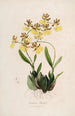 Sertum orchidaceum Une couronne des plus belles fleurs orchidées Pl48 - John Lindley | Reproduction — weergave van het kunstwerk