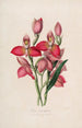 Sertum orchidaceum Une couronne des plus belles fleurs orchidées Pl49 - John Lindley — weergave van het kunstwerk