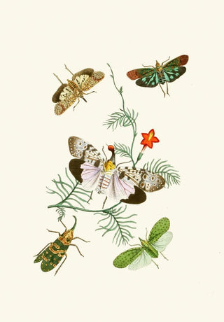 John Obadiah Westwood - The cabinet of oriental entomology Pl IV.webp