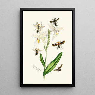 John Obadiah Westwood - The cabinet of oriental entomology Pl XIX.webp