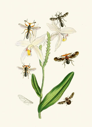 John Obadiah Westwood - The cabinet of oriental entomology Pl XIX.webp