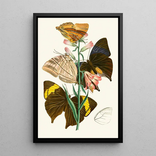 John Obadiah Westwood - The cabinet of oriental entomology Pl XX.webp