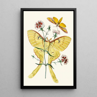 John Obadiah Westwood - The cabinet of oriental entomology Pl XXIII.webp