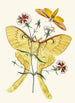 Le cabinet d'entomologie orientale Pl XXIII - John Obadiah Westwood — weergave van het kunstwerk
