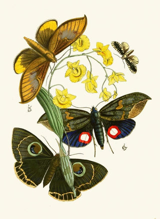 John Obadiah Westwood - The cabinet of oriental entomology Pl XXIX.webp