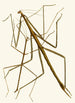 The Oriental Entomology Cabinet Pl XXXIII - John Obadiah Westwood — artwork view