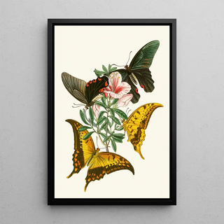 John Obadiah Westwood - The cabinet of oriental entomology Pl XXXII.webp