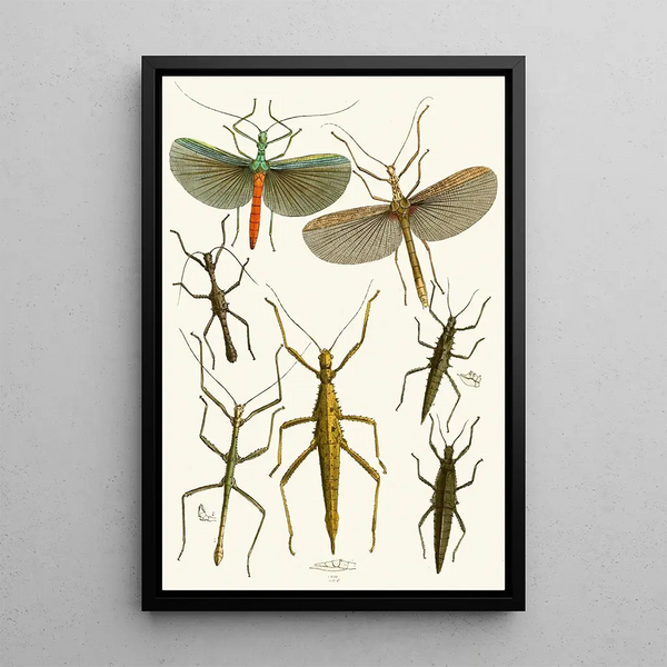 John Obadiah Westwood - The cabinet of oriental entomology Pl XXXIX.webp
