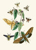 Het cabinet d'entomologie orientale Pl XXXI - John Obadiah Westwood — weergave van het kunstwerk