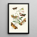 Het cabinet d'entomologie orientale Pl XXXVII - John Obadiah Westwood — ingelijst kunstwerk aan de muur