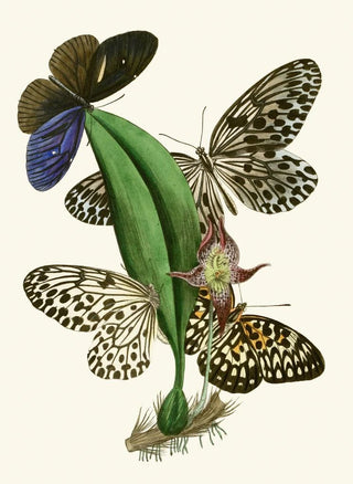 John Obadiah Westwood - The cabinet of oriental entomology Pl XXXVIII.webp