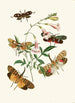 Het cabinet d'entomologie orientale Pl XXXVII - John Obadiah Westwood — weergave van het kunstwerk