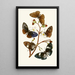 X Le cabinet d'entomologie orientale Pl X - John Obadiah Westwood — ingelijst kunstwerk aan de muur