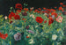 Klaprozen - John Singer Sargent — weergave van het kunstwerk