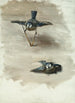 Studiën van een dode vogel - John Singer Sargent — weergave van het kunstwerk