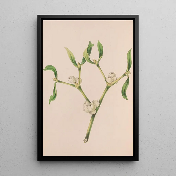 John Stevens Henslow - Christmas Rose.webp