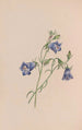 Immortelle - John Stevens Henslow — artwork view