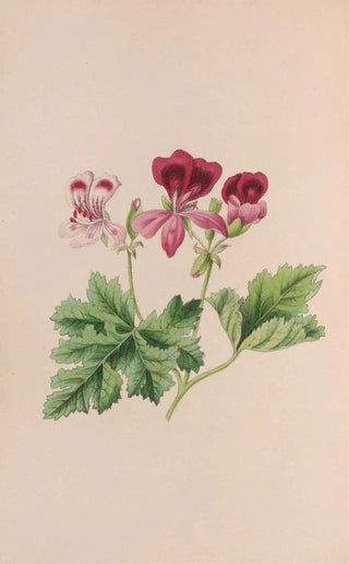 John Stevens Henslow - Harebell.webp