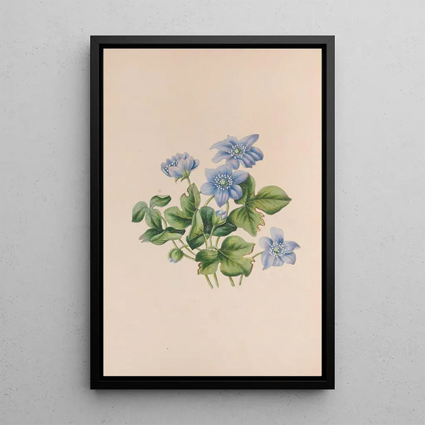 John Stevens Henslow - Hepatica.webp