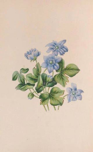 John Stevens Henslow - Hepatica.webp