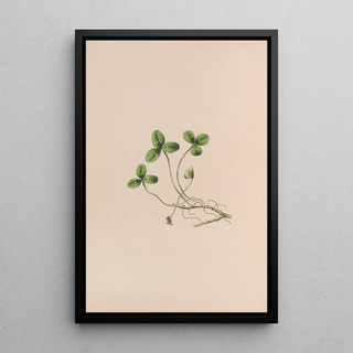 John Stevens Henslow - Lily Of The Valley.webp