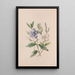 Pervenche - John Stevens Henslow — framed artwork on a wall
