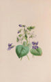 Violette odorante - John Stevens Henslow — artwork view