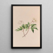 Anémone des bois - John Stevens Henslow — framed artwork on a wall