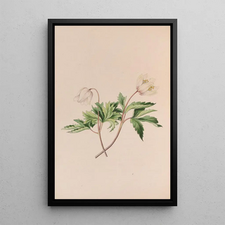 John Stevens Henslow - Wood Anemone.webp