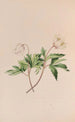 Anémone des bois - John Stevens Henslow — artwork view