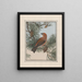 van originele aquarelschilderijen van vogels en eieren Pl01 - John William Lewin — ingelijst kunstwerk aan de muur