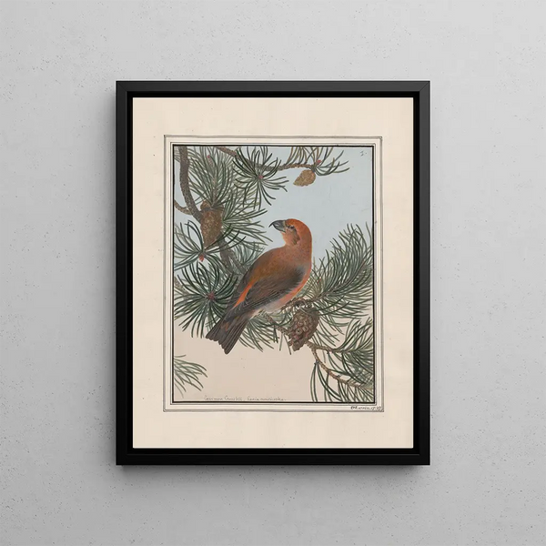 John William Lewin - Original watercolour drawings of birds and eggs Pl01.webp