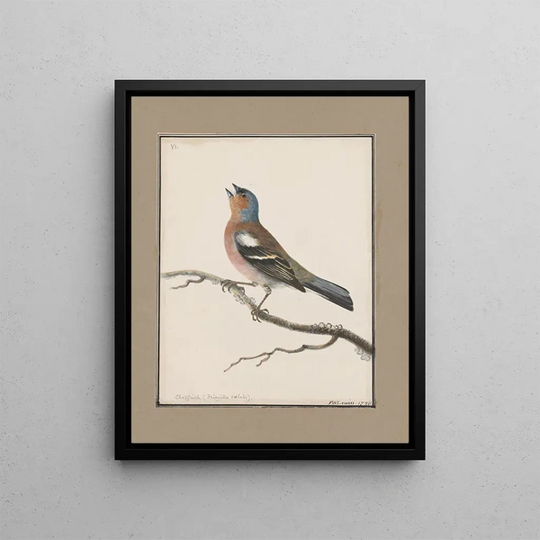 John William Lewin - Original watercolour drawings of birds and eggs Pl06.webp