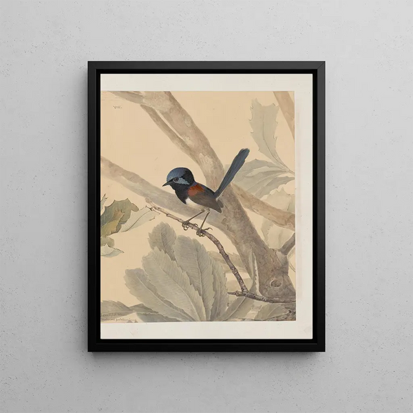 John William Lewin - Original watercolour drawings of birds and eggs Pl08.webp