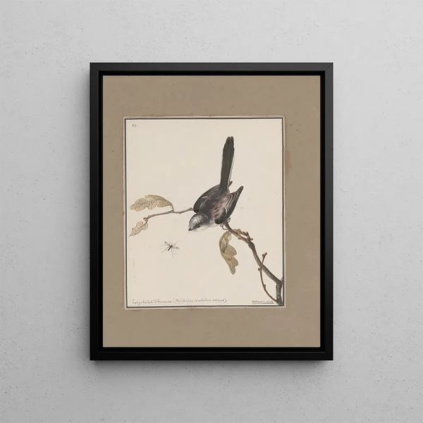 John William Lewin - Original watercolour drawings of birds and eggs Pl11.webp