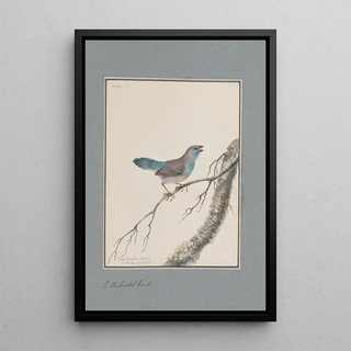 John William Lewin - Original watercolour drawings of birds and eggs Pl23.webp