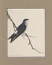 originele aquarelschilderijen van vogels en eieren Pl29 - John William Lewin — weergave van het kunstwerk
