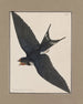Boerenzwaluw in vlucht met gespreide vleugels — aquarel van John William Lewin