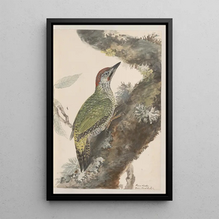 John William Lewin - Original watercolour drawings of birds and eggs Pl37.webp