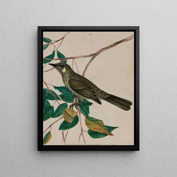 John William Lewin - Yelloweared honeysucker Meliphaga chrysotis.webp