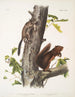 Sciurus Fremonsii Eekhoorn van Fremont Natuurlijke grootte 2 Sciurus fuliginosus Eekhoorn fuligineux Natuurlijke grootte - John Woodhouse Audubon — weergave van het kunstwerk