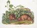Marmotte van Lewis op ware grootte - John Woodhouse Audubon — weergave van het kunstwerk