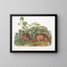 Marmotte van Lewis op ware grootte - John Woodhouse Audubon — ingelijst kunstwerk aan de muur