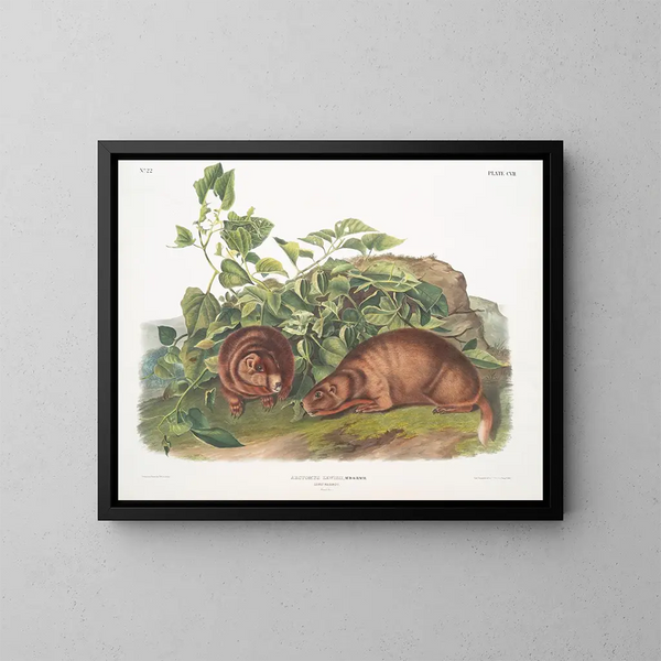 Marmotte van Lewis op ware grootte - John Woodhouse Audubon — ingelijst kunstwerk aan de muur