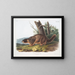 Marmotte à ventre jaune mâle taille naturelle - John Woodhouse Audubon — ingelijst kunstwerk aan de muur