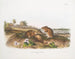 Rat cotonnier taille naturelle - John Woodhouse Audubon — weergave van het kunstwerk